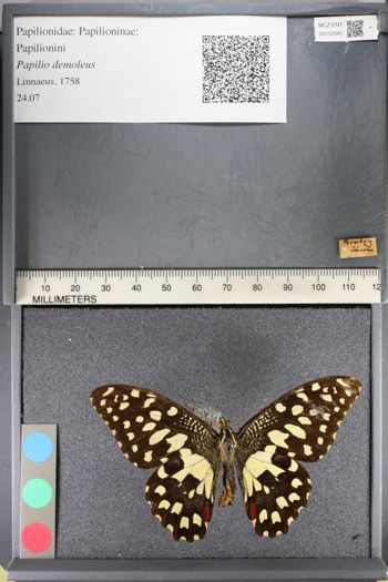 Media type: image;   Entomology 137591
